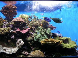 Download Foto Tipp78 Aquarium