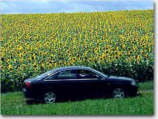 Auto vor Sonnenblumen-Feld