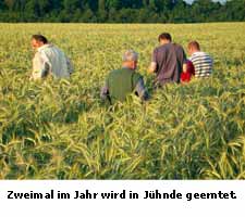 Ernte in Jühnde