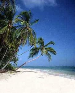 581 Meeresstrand und Palmen