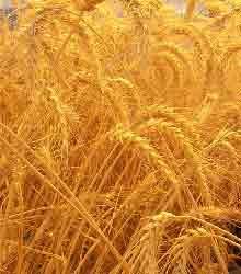importiertes Content-Bild aus EW_IMAGES