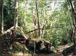 544 Regenwald