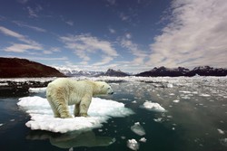 1168 2712 Der Eisbär und die globale Erwärmung / Fotolia.com - Alexander #15175086