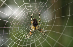 358 Spinne mit Netz