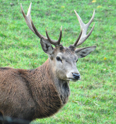 1162 Hirsch im Wald