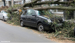 1235 Sturmschäden - Bäume auf parkenden Autos / Foto: thommas68 (CC0)
