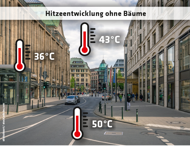 ED 03/2023 Hitzewellen in Städten: Bäume statt Parkplätze (S. 6) 